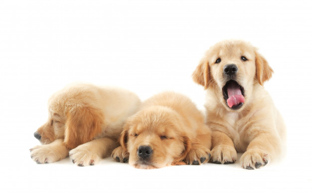 Garde d'enfants pour chiens - Qu'est-ce que c'est ? Cela vaut-il la peine ?