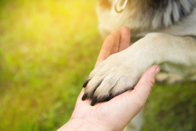Človekov najboljši prijatelj - Zakaj je pes znan po tem pregovoru?