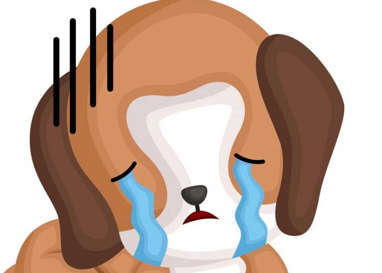 Ali pes joka s solzami? Kako pokaže svoja čustva?