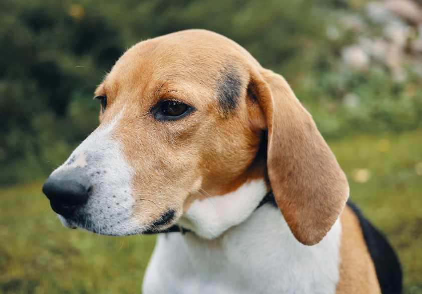 16 Міфи та правда про біглів: наскільки добре ви знаєте цю собаку?