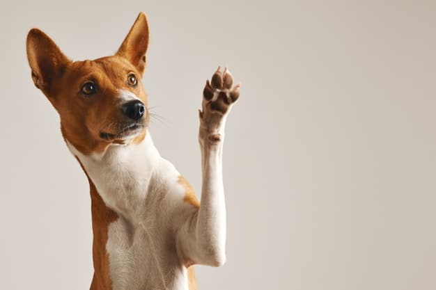 30 συμβουλές για τη φροντίδα του σκύλου σας το 2021