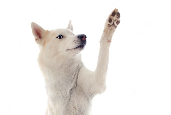 Keingintahuan tentang kaki anjing: Simak 15 keingintahuan!