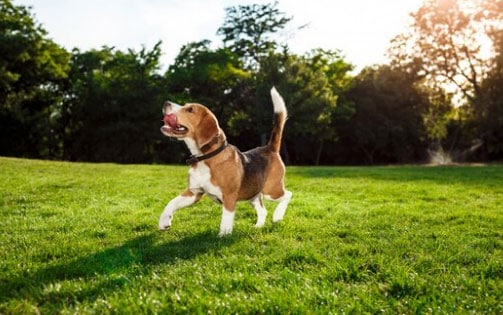 Karakteristik Beagle - Pelajari lebih lanjut tentang anak anjing ini