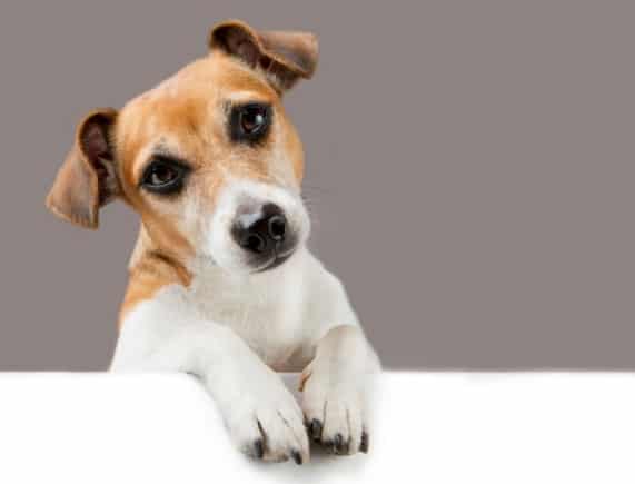 Jak odstranit blechy a klíšťata z vašeho domova - zajistěte svému psovi větší bezpečí!