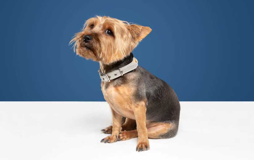 Qué dar a un perro con diarrea - 7 consejos de tratamiento