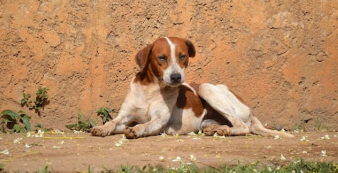 Vira-lata cachorro - Consejos e ideas para su cuidado