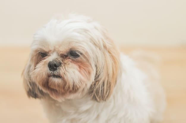 Slokdarmontsteking bij honden - symptomen en behandeling