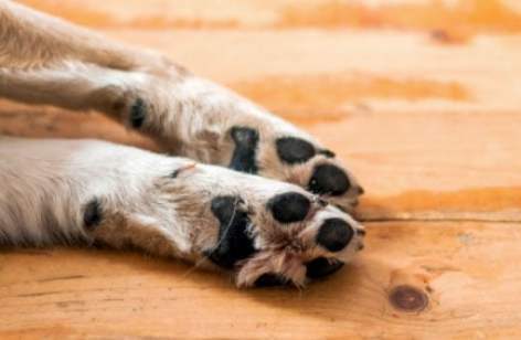 狗的指甲发炎--为什么会发生，该怎么做？