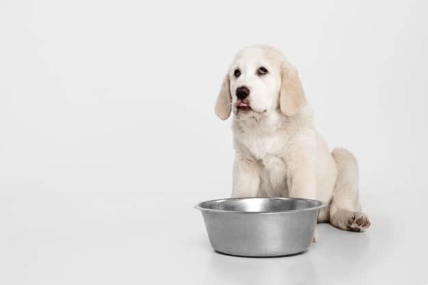 Krev ve výkalech psa - Příčiny, preventivní opatření a léčba