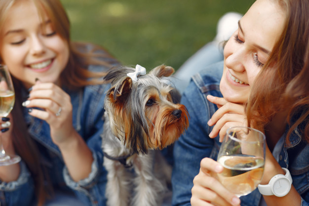 Ali lahko pes pije alkohol?