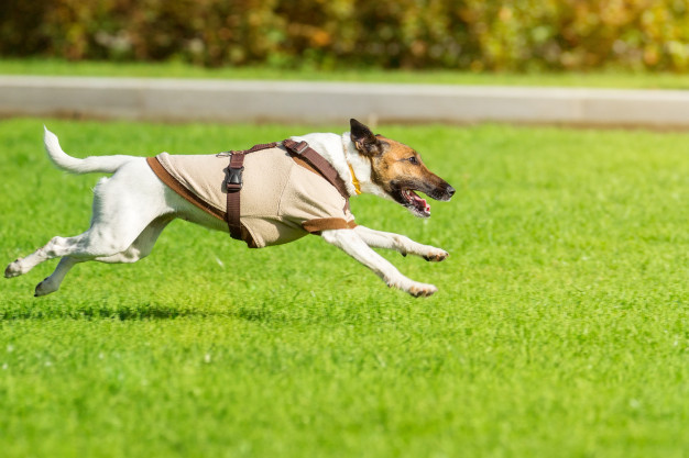 如何让有背部问题的狗狗生活得更轻松和无痛的技巧