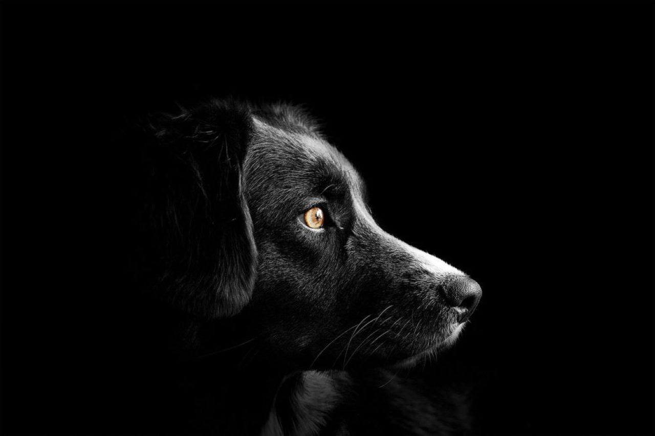 Soñar que un perro muerde: ¿qué puede ser?