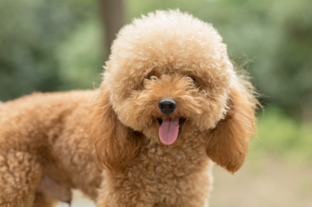 Poodle Türleri: Boyutlarına göre sınıflandırmaları nasıldır?