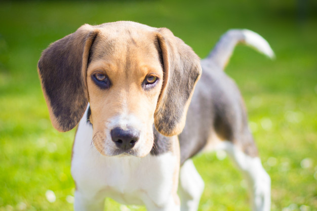 10 породи кучета с големи уши