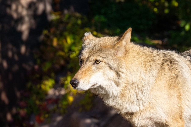 Kādas ir atšķirības starp suņiem un vilkiem?