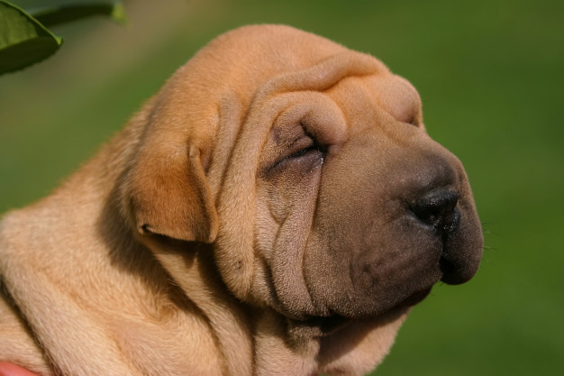 Hundar med rynkor: 4 vackra raser hur man tar hand om dem