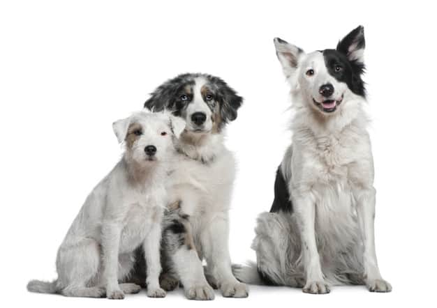 Черно-бяло куче: Кои породи?