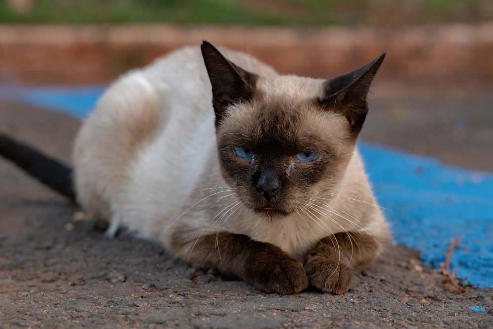 Kucing Siam: 10 fakta menarik tentang anak kucing ini!
