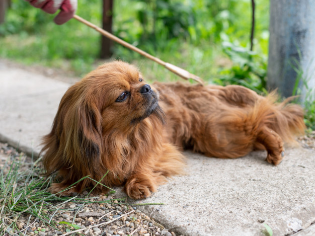 31 любопитни факти за кученцето пекинез