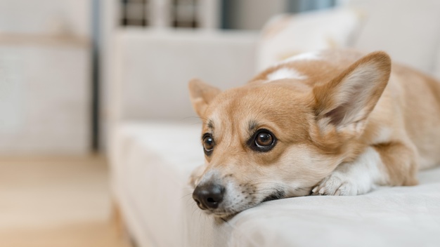 Kızgınlık dönemindeki dişi köpek: davranışlar ve faydalı tavsiyeler