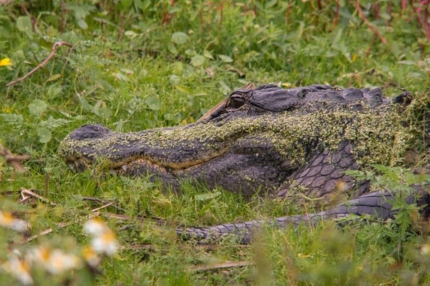 Wie viele Zähne hat ein Krokodil? und andere interessante Fakten