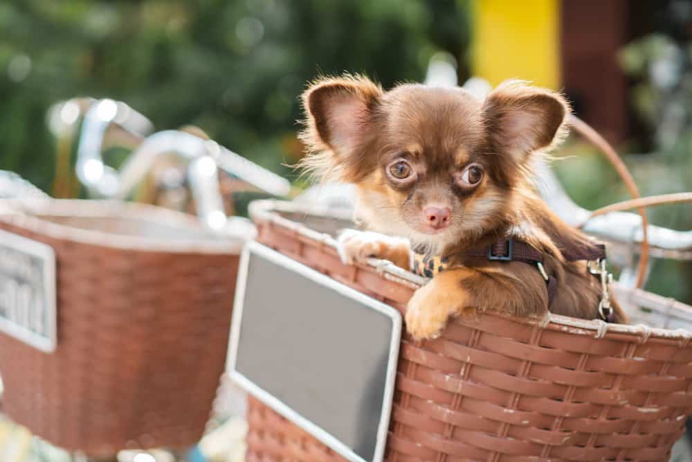 Gefallene Ohren beim Chihuahua: Ist das normal?