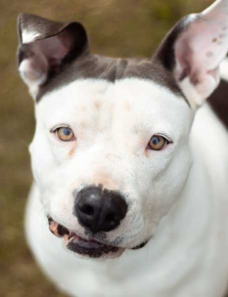 Dogo Argentino pentu - Onko tämä koira sinua varten?