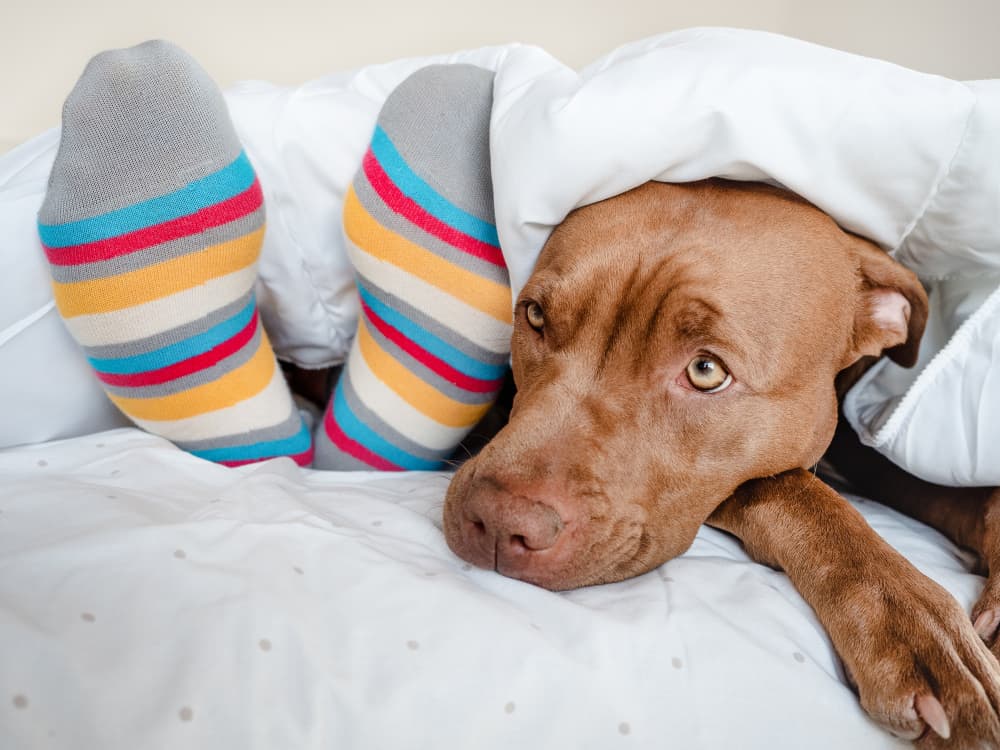 ¿Por qué mi perro muerde los calcetines?