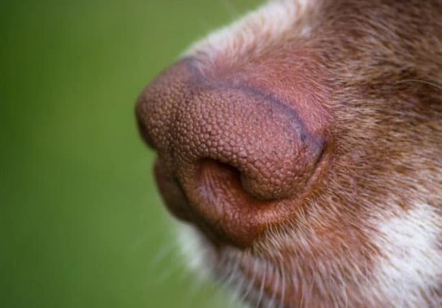 Sniffande hundar - Varför gör de det?