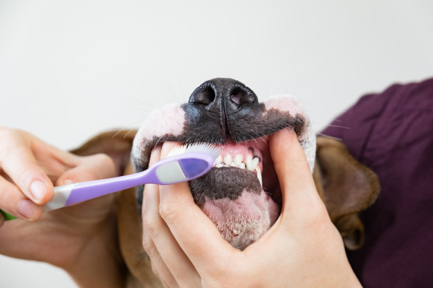 4 huvitavat fakti koera hammaste kohta