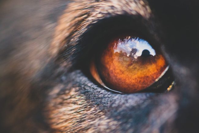 A tanulmány az állatok különböző pupillaformáit vizsgálja, és azt, hogy miért fejlődtek ki különbözőképpen.