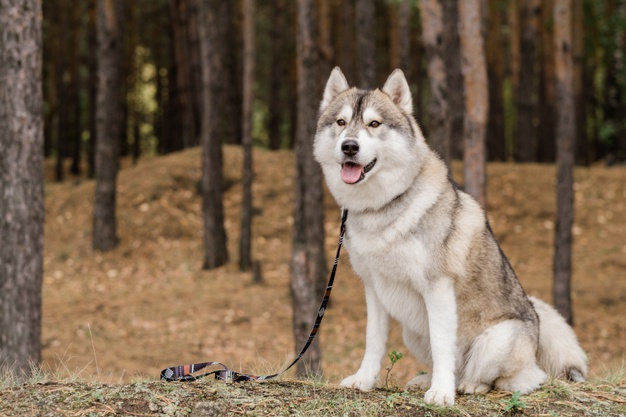 Husky: eine besondere Hunderasse