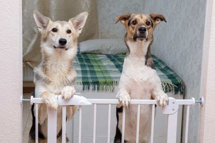 Barrières pour chiens - Pourquoi les utiliser et à quoi servent-elles ?