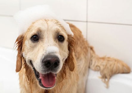Jak usunąć nieprzyjemny zapach z psa? Zrozumieć