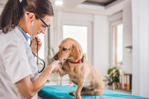 Yavru köpek beyaz köpük kusuyor - Ne olabilir? Ne yapmalı? Olasılıkları görün