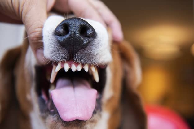 Šuniukui keičiasi dantys? Sužinokite ir sužinokite, kodėl