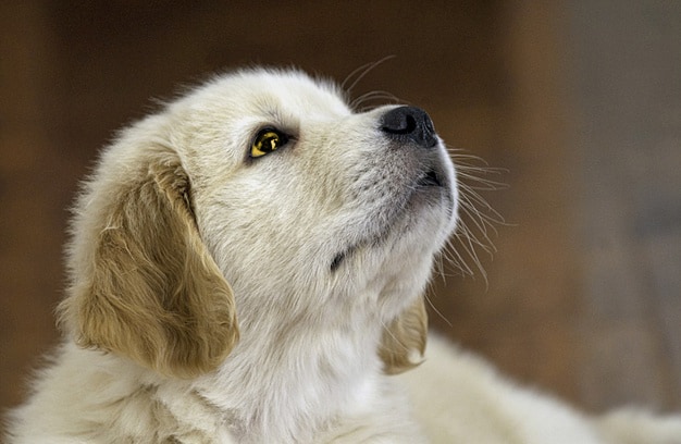 Cachorro con ojo amarillo: ¿qué es?