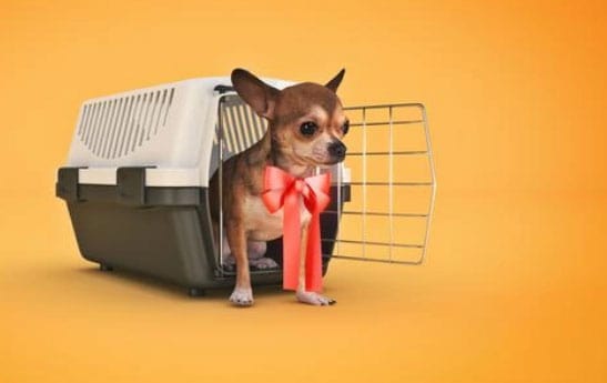 Cómo viajar en autobús con un perro - Consejos e ideas