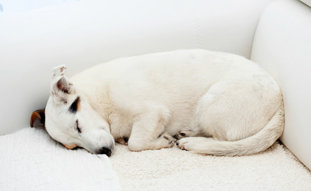 Bagaimana cara menghilangkan bau anjing dari sofa?