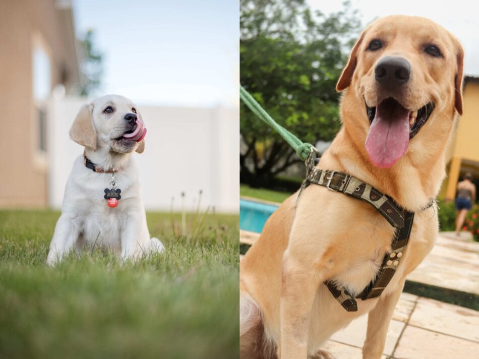Hondengordel versus hondenriem - voor- en nadelen