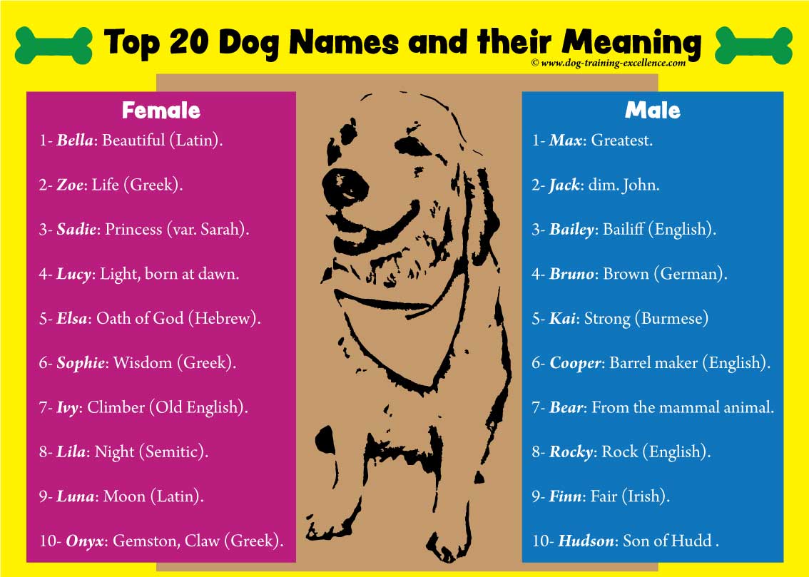 Nombres de perros: La única guía que necesitará