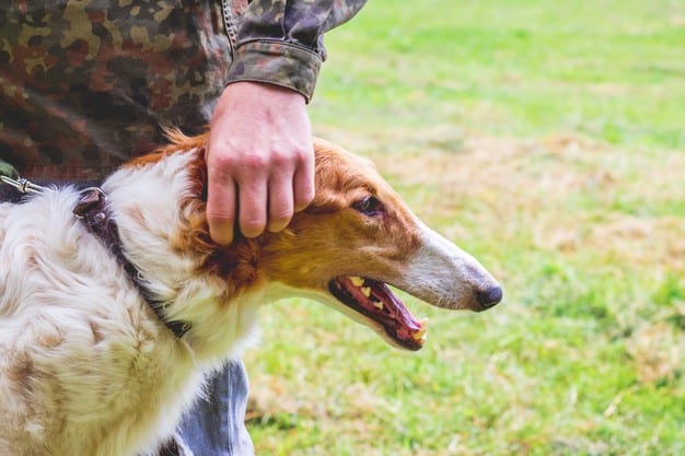 Manakah anjing balap terbaik? Temui mereka di sini