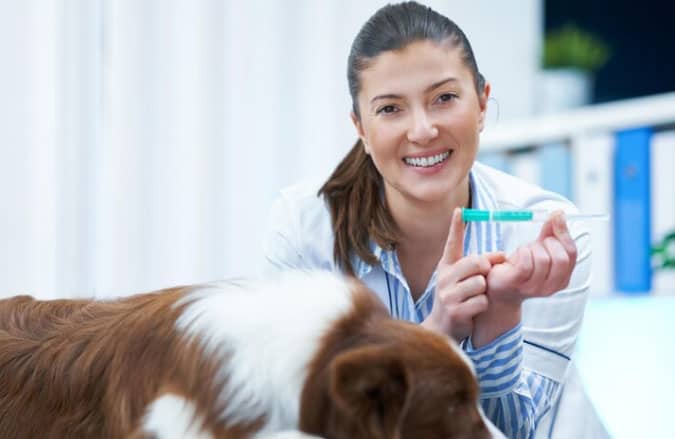Vaksin anak anjing - Vaksin apa yang harus diberikan dan kapan?