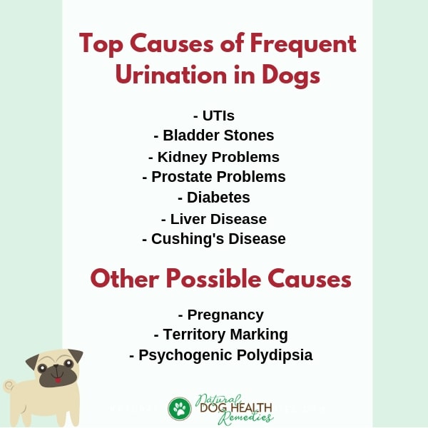 Häufiges Urinieren bei Hunden: Was steckt dahinter?