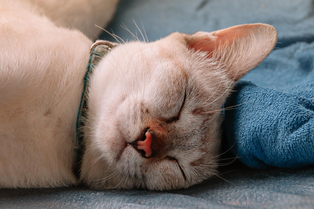 Dormir con el gato: ¿es una buena idea? ¡Compruébelo!