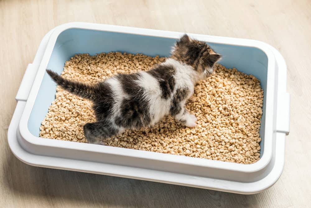 Kissan kuivikelaatikko: miten valita ihanteellinen malli?