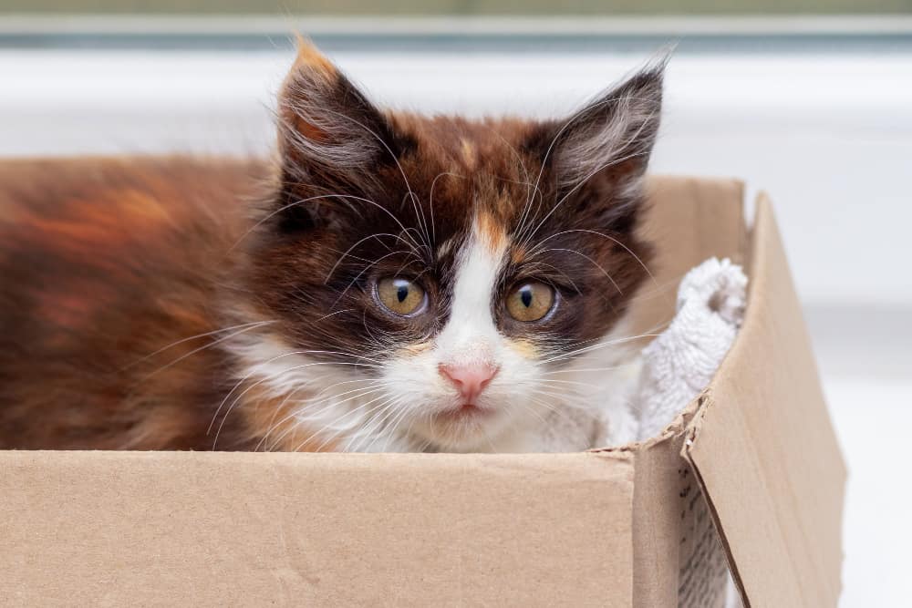 Шерсть кота може змінювати колір: дізнайтеся 6 причин, чому!