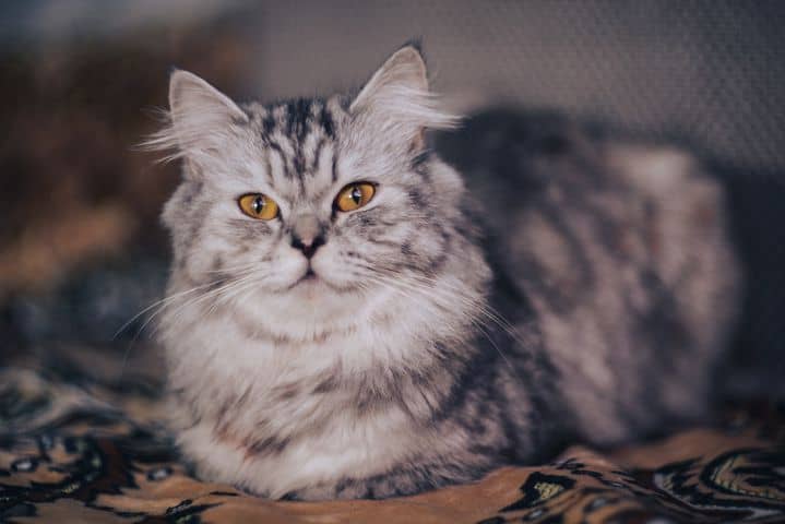Persijas kaķi: senākās kaķu dzimtas šķirnes vēsture
