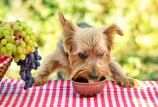 Môže pes jesť šalát? Rozumiete všetkému!