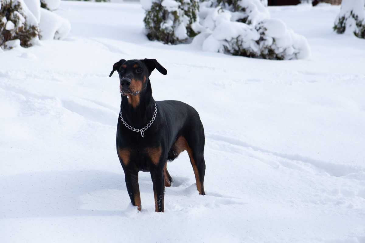 Rottweiler Karma Irkları: Göz atmanız gereken 7 sevimli köpek!
